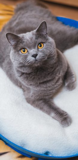 [2436x1125]宠物 猫咪 蓝猫 （取自站酷网：克查） 苹果手机壁纸图片