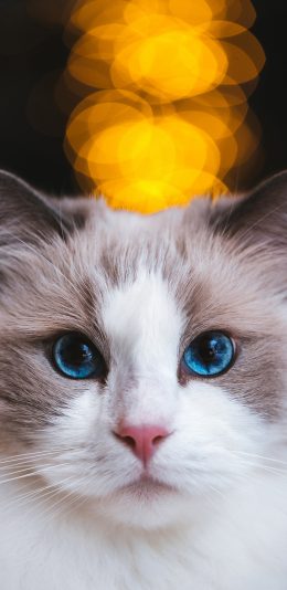 [2436x1125]宠物 猫咪 蓝瞳 喵星人（取自站酷网：克查） 苹果手机壁纸图片