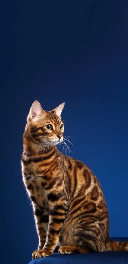 [2436x1125]宠物 猫咪 豹纹 喵星人 苹果手机壁纸图片