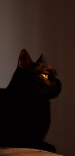 [2436x1125]宠物 猫咪 黑猫 苹果手机壁纸图片