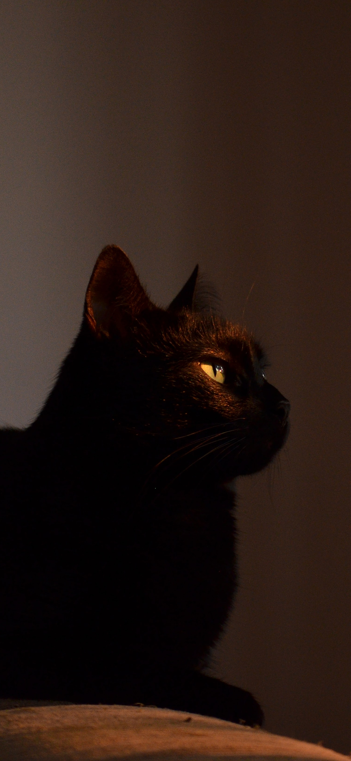 [2436×1125]宠物 猫咪 黑猫 苹果手机壁纸图片