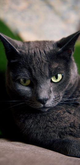 [2436x1125]宠物 猫咪 黑猫  眼神 苹果手机壁纸图片