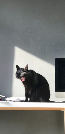 [2436x1125]宠物 猫咪 黑猫 哈欠 苹果手机壁纸图片