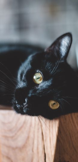 [2436x1125]宠物 猫咪 黑猫 喵星人 苹果手机壁纸图片