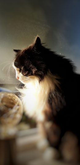 [2436x1125]宠物 猫咪 黑色 侧脸 苹果手机壁纸图片