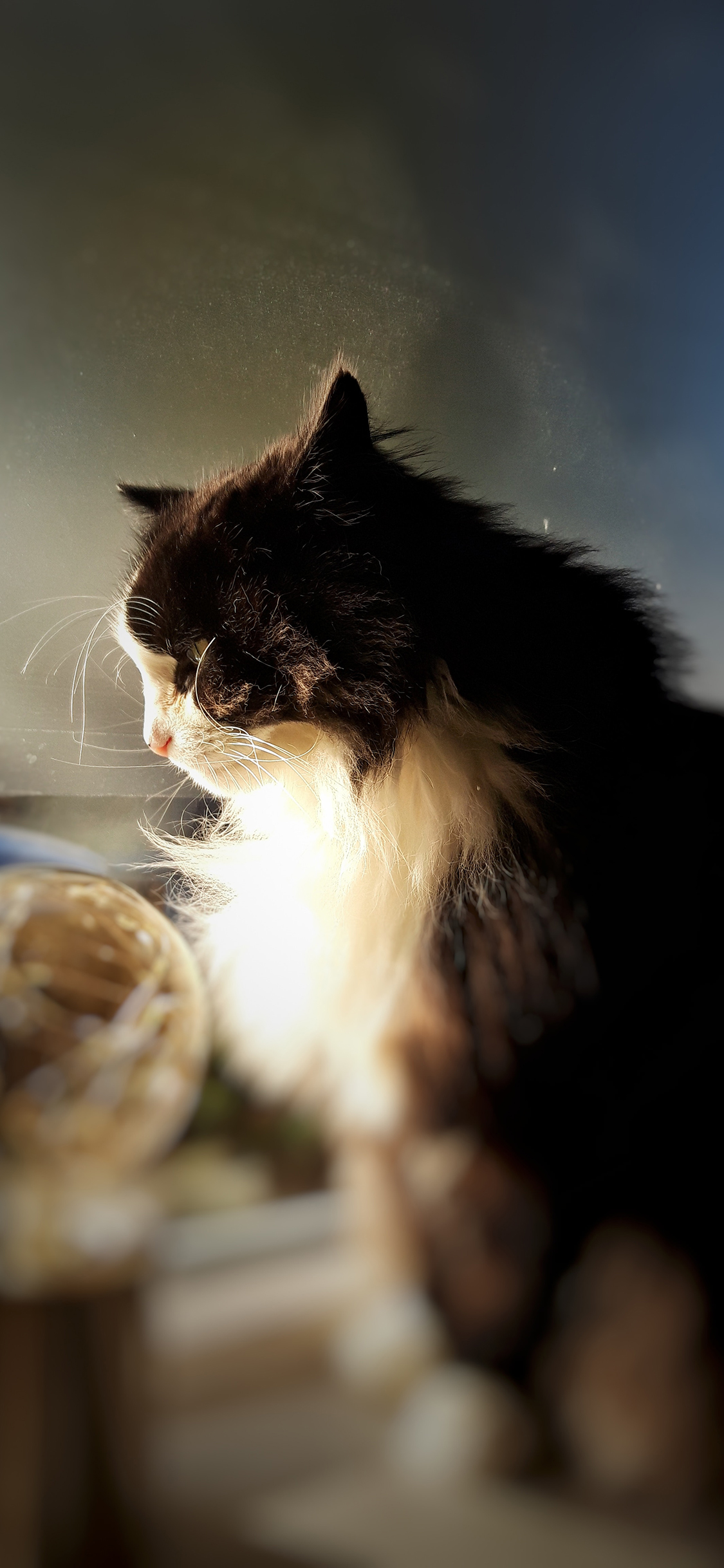 [2436×1125]宠物 猫咪 黑色 侧脸 苹果手机壁纸图片