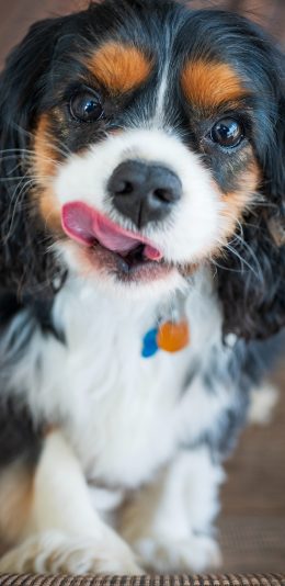 [2436x1125]宠物 玩具犬 查理士王小猎犬 幼犬 苹果手机壁纸图片