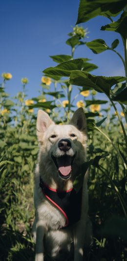 [2436x1125]宠物 田野 花田 狗 阳光 苹果手机壁纸图片