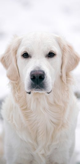 [2436x1125]宠物 白猫 狗 乖巧 苹果手机壁纸图片