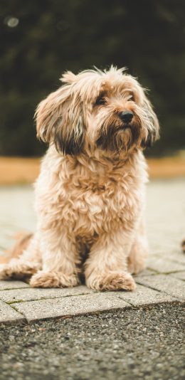 [2436x1125]宠物 皮毛 小狗 犬类 苹果手机壁纸图片