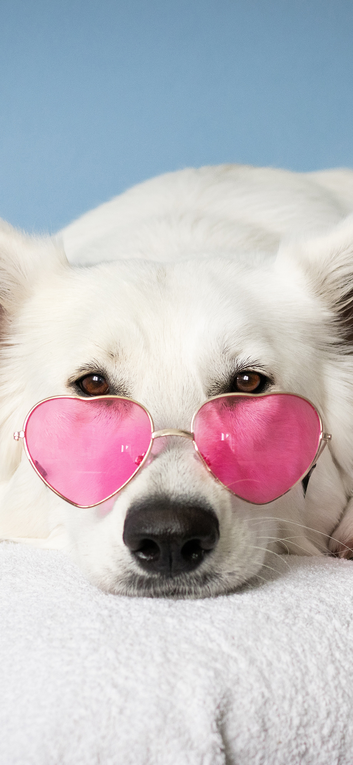 [2436×1125]宠物 眼镜 白狗 可爱 苹果手机壁纸图片