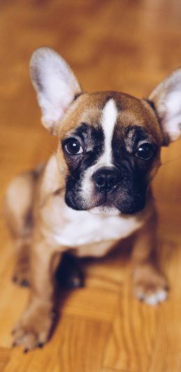 [2436x1125]宠物 竖耳 犬类 狗 苹果手机壁纸图片