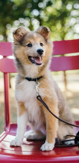 [2436x1125]宠物 站立 犬类 椅子 狗 苹果手机壁纸图片