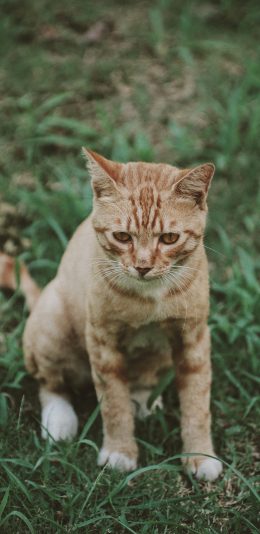 [2436x1125]宠物 草地 橘猫 可爱 猫咪 苹果手机壁纸图片