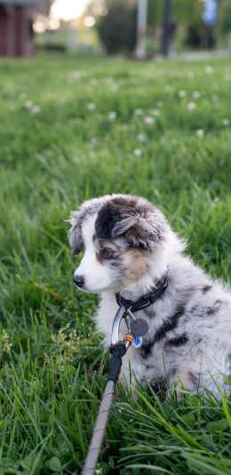 [2436x1125]宠物 草地 牵引绳 犬类 苹果手机壁纸图片