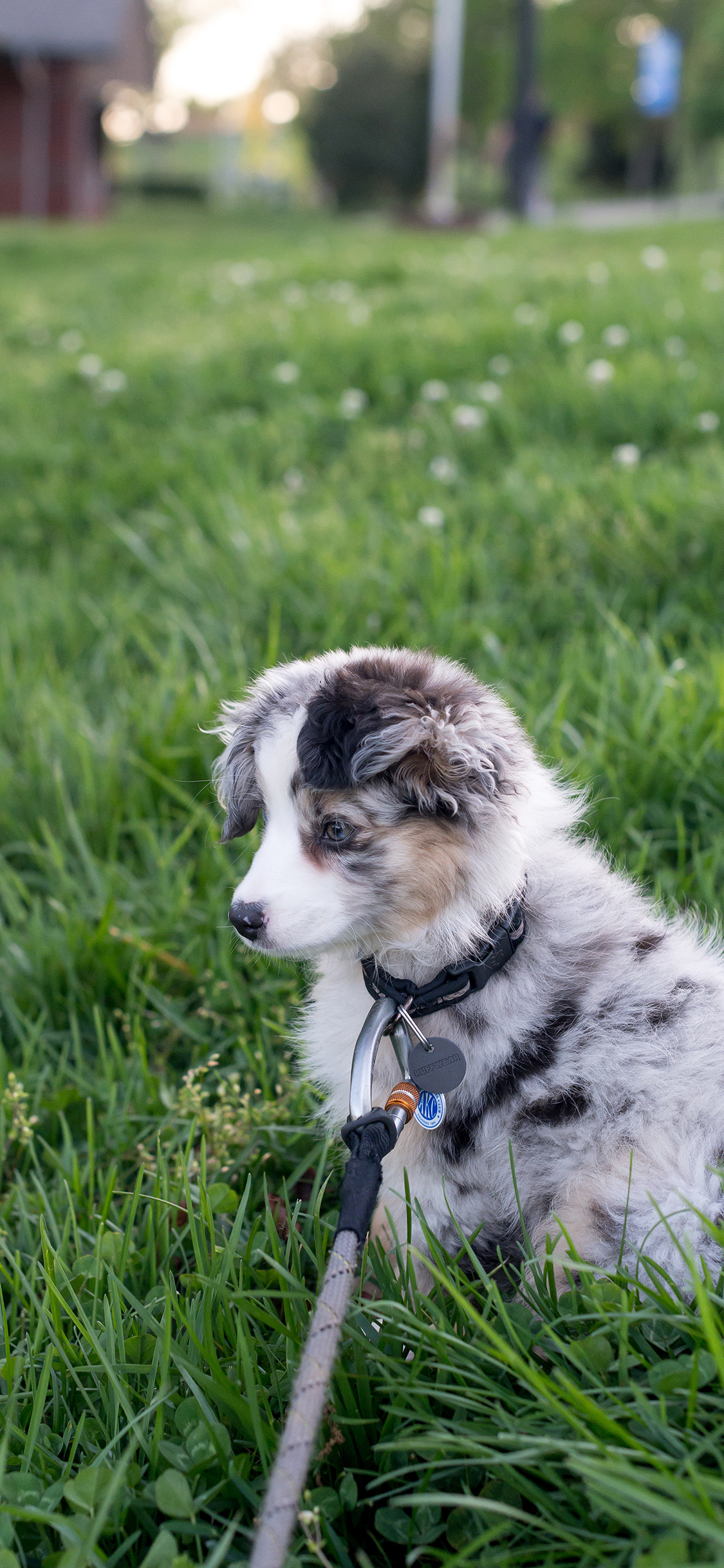[2436×1125]宠物 草地 牵引绳 犬类 苹果手机壁纸图片
