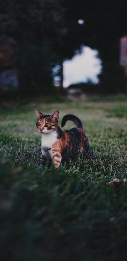 [2436x1125]宠物 草地 猫咪 花猫 苹果手机壁纸图片