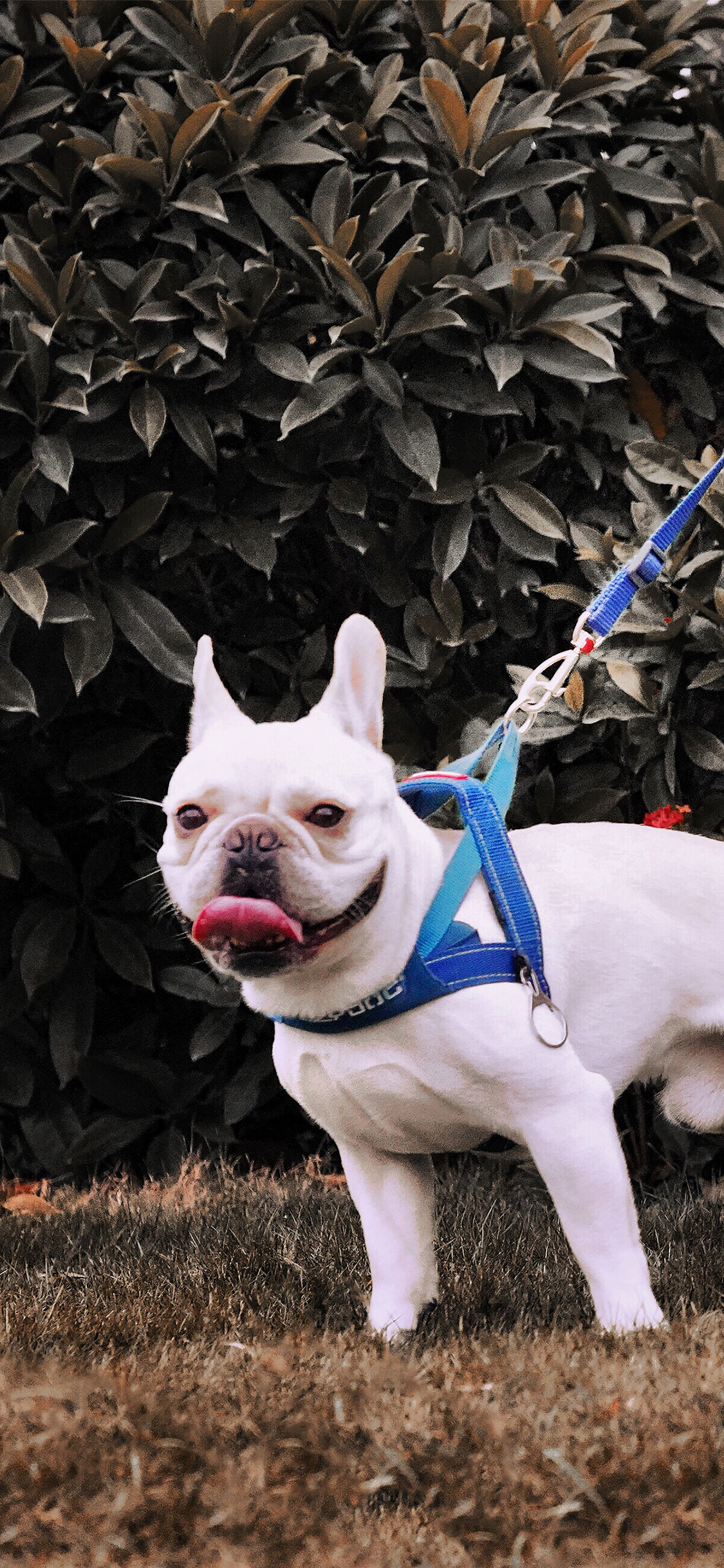 [2436×1125]宠物 草地 遛狗 法斗 苹果手机壁纸图片