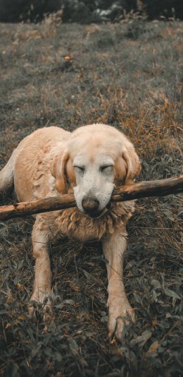 [2436x1125]宠物 草地 野外 木棍 狗 苹果手机壁纸图片