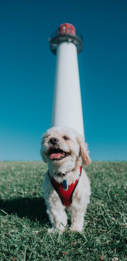 [2436x1125]宠物 草坪 灯塔 狗 苹果手机壁纸图片