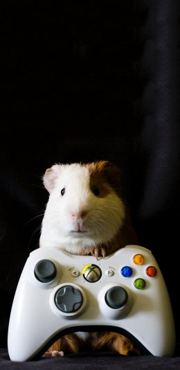 [2436x1125]宠物 荷兰猪 可爱 游戏手把 苹果手机壁纸图片