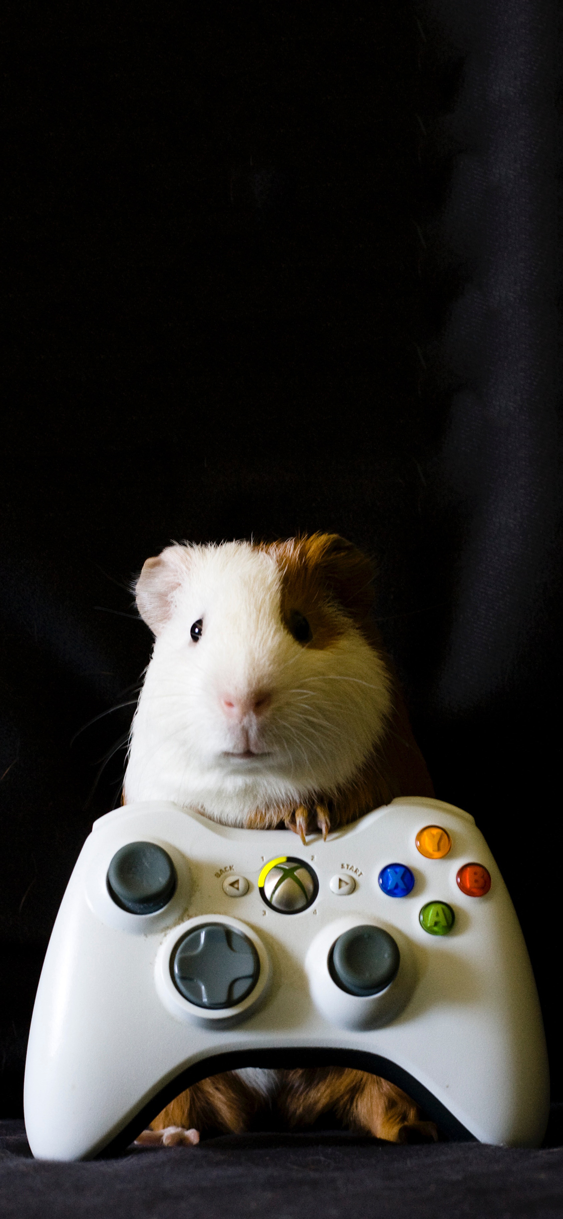 [2436×1125]宠物 荷兰猪 可爱 游戏手把 苹果手机壁纸图片