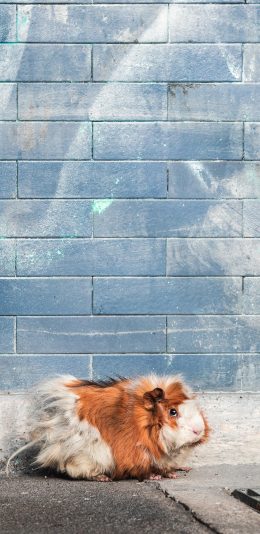 [2436x1125]宠物 荷兰猪 鼠科 可爱 苹果手机壁纸图片