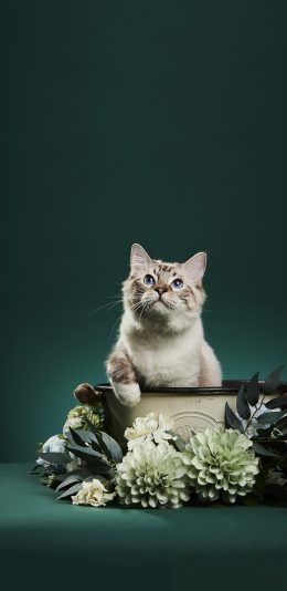 [2436x1125]宠物 萌宠 猫咪 鲜花 写真 苹果手机壁纸图片