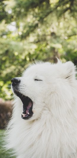 [2436x1125]宠物 萨摩 哈欠 户外 犬类 苹果手机壁纸图片