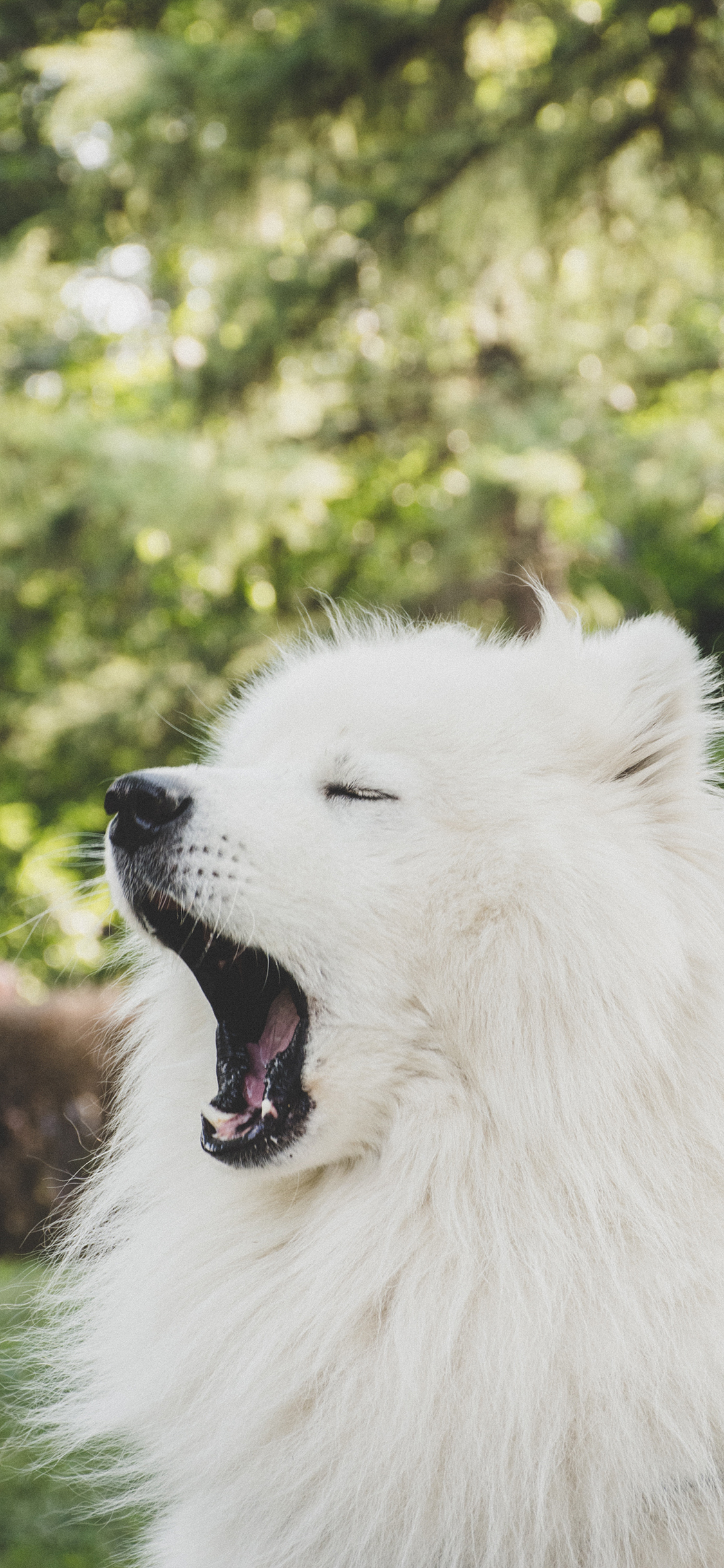 [2436×1125]宠物 萨摩 哈欠 户外 犬类 苹果手机壁纸图片