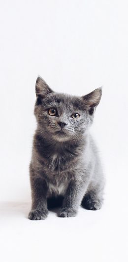 [2436x1125]宠物 蓝猫 猫咪 幼崽 苹果手机壁纸图片