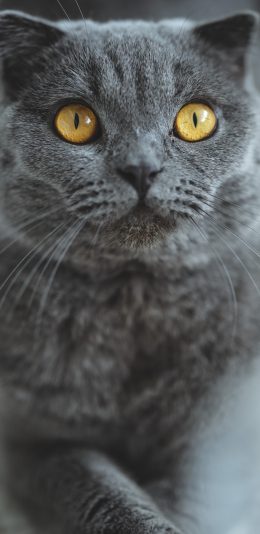 [2436x1125]宠物 蓝猫 皮毛 苹果手机壁纸图片