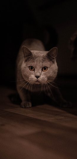[2436x1125]宠物 蓝短 猫咪 可爱 苹果手机壁纸图片