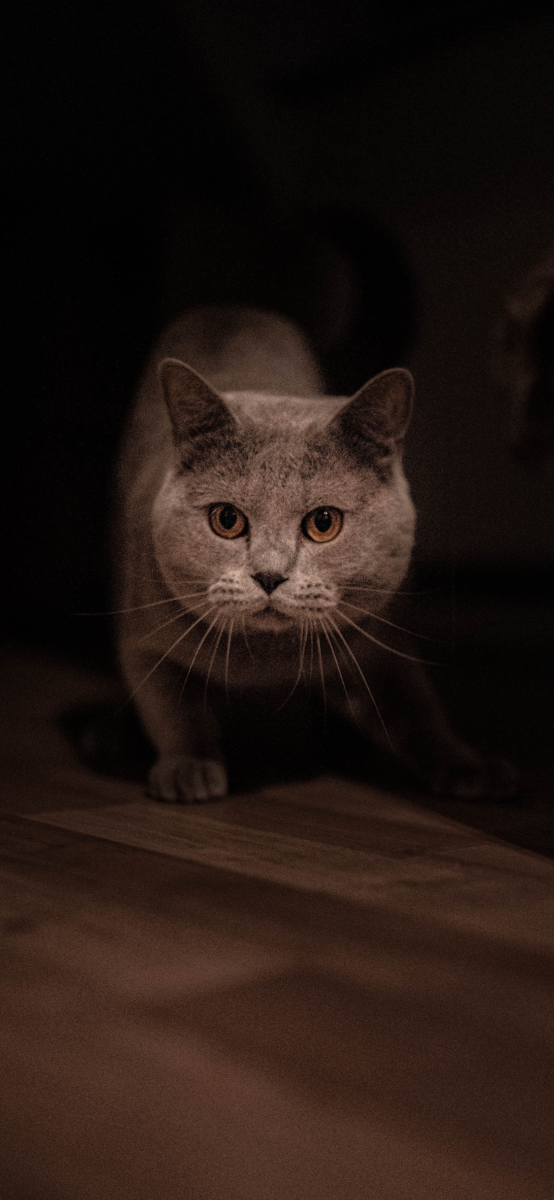 [2436×1125]宠物 蓝短 猫咪 可爱 苹果手机壁纸图片