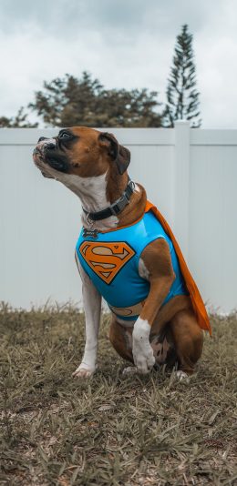 [2436x1125]宠物 衣物 超人 犬类 狗 苹果手机壁纸图片