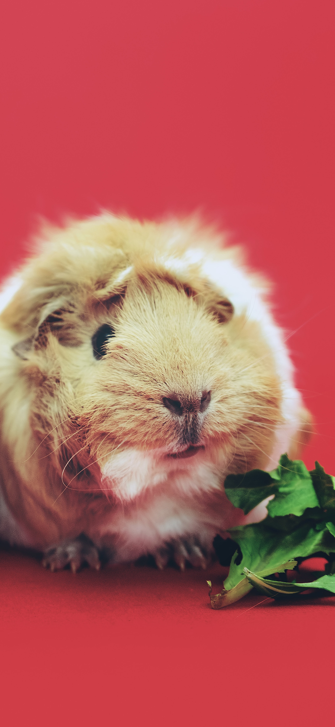 [2436×1125]宠物 豚鼠 皮毛 喂养 苹果手机壁纸图片