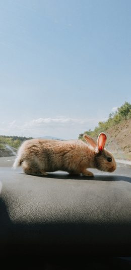 [2436x1125]宠物 车内 车厢 兔子 牲畜 苹果手机壁纸图片