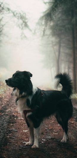 [2436x1125]宠物 野外 牧羊犬 狗 苹果手机壁纸图片