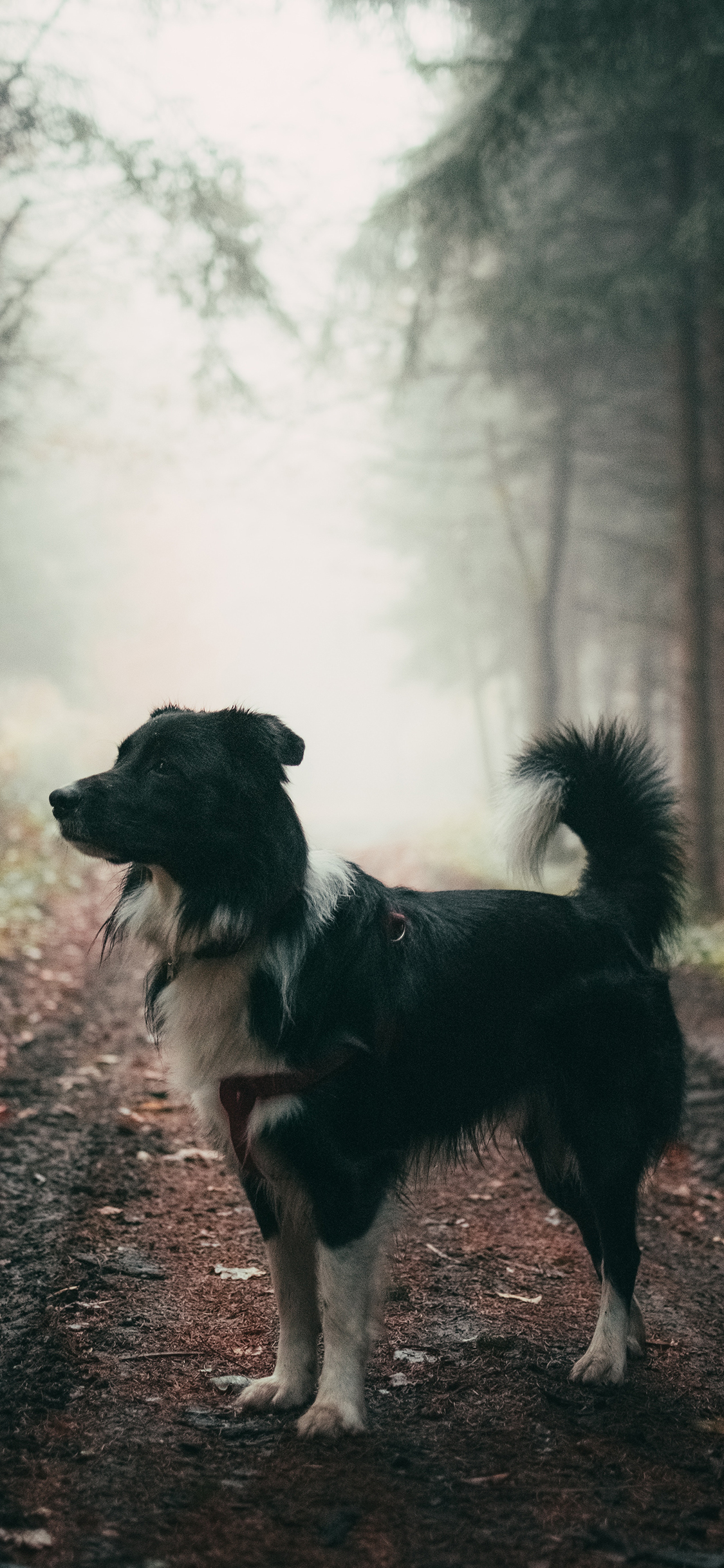 [2436×1125]宠物 野外 牧羊犬 狗 苹果手机壁纸图片