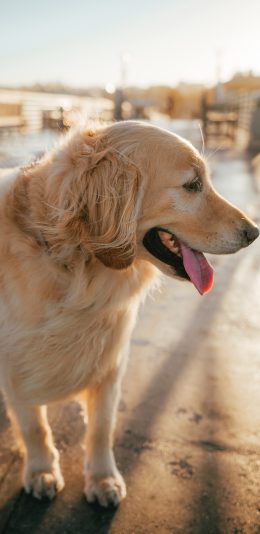 [2436x1125]宠物 金毛 乖巧 犬类 苹果手机壁纸图片