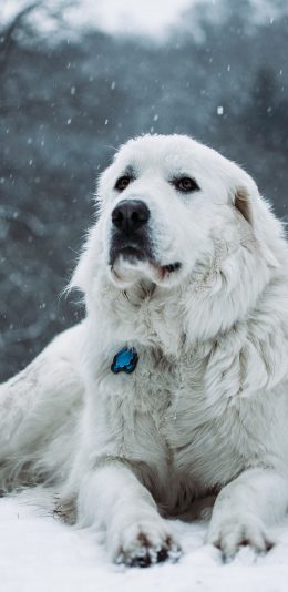 [2436x1125]宠物 雪地 下雪 皮毛 宠物 项圈 苹果手机壁纸图片