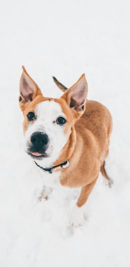 [2436x1125]宠物 雪地 狗 项圈 苹果手机壁纸图片