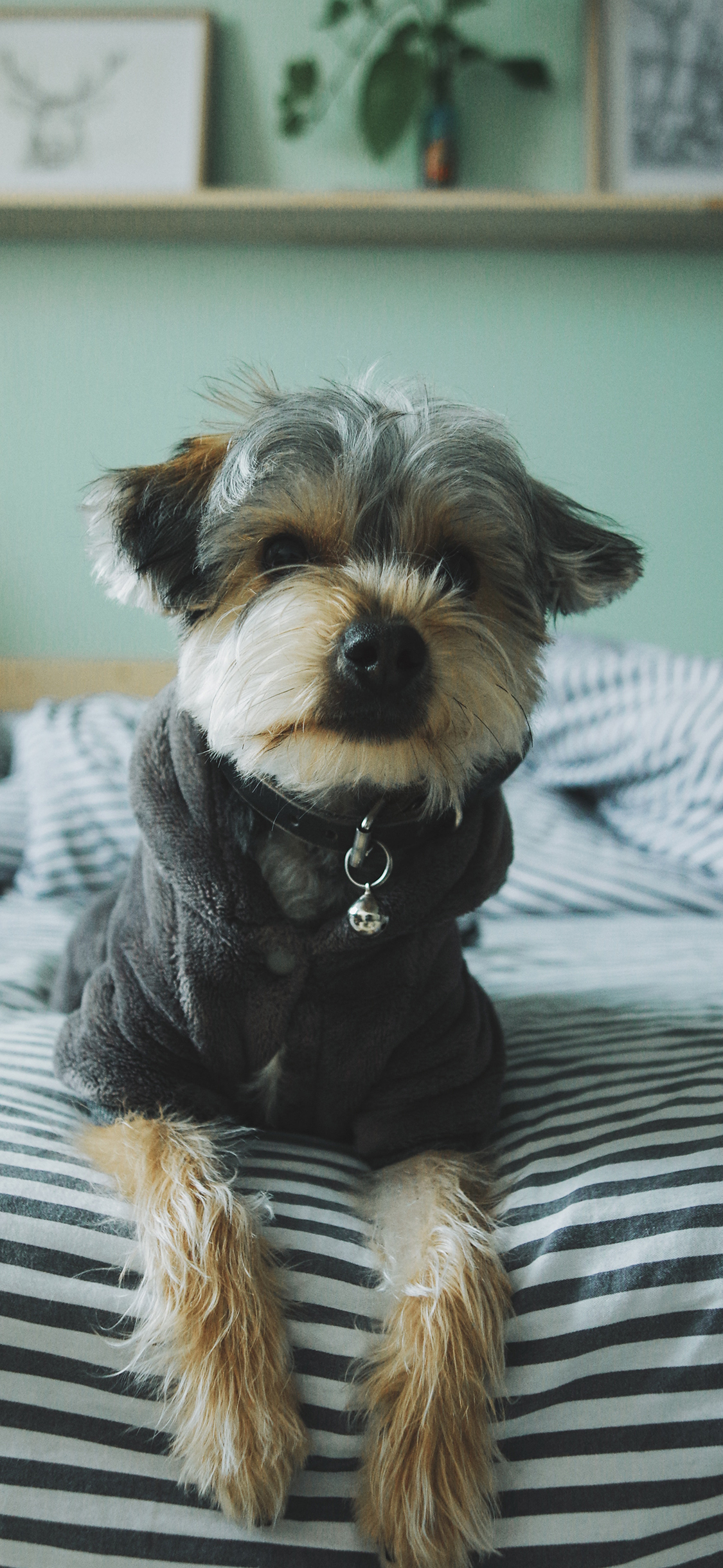 [2436×1125]宠物 雪纳瑞 铃铛  床被 苹果手机壁纸图片