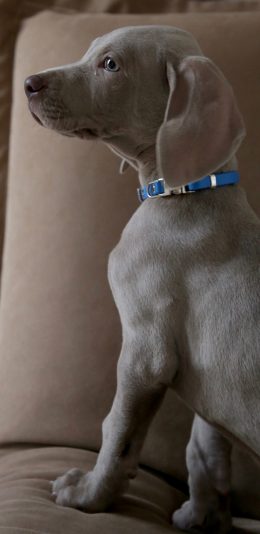 [2436x1125]宠物 项圈 沙发 威玛猎犬 苹果手机壁纸图片