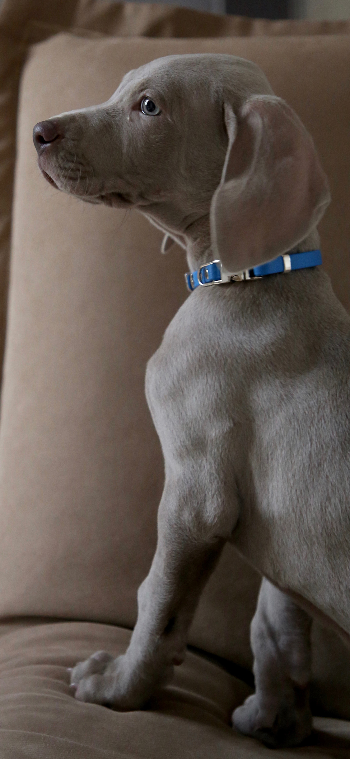 [2436×1125]宠物 项圈 沙发 威玛猎犬 苹果手机壁纸图片