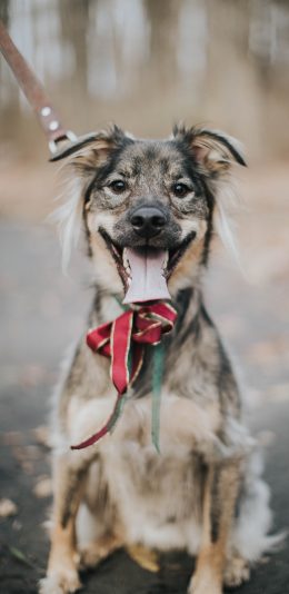 [2436x1125]宠物 项圈 牧羊犬 花色 苹果手机壁纸图片