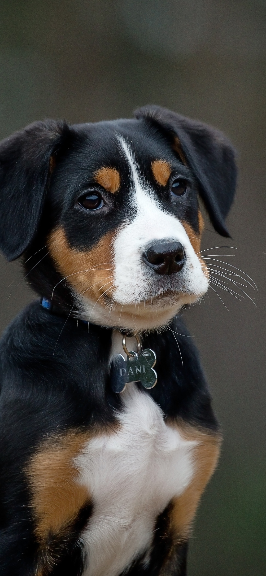 [2436×1125]宠物 项圈 狗牌 大瑞山山地犬 苹果手机壁纸图片
