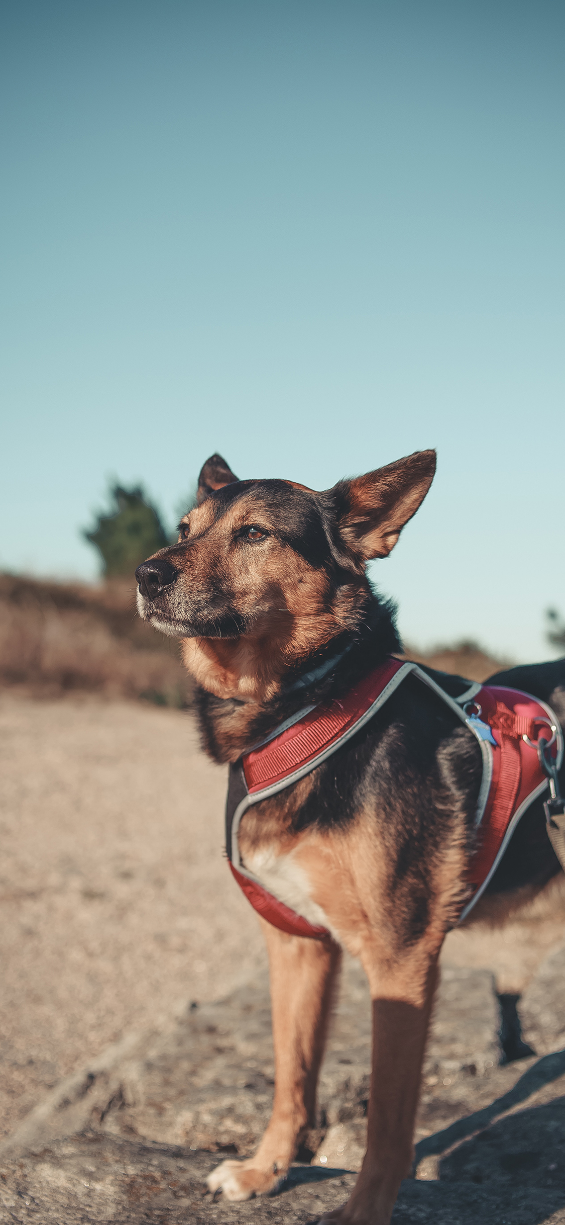 [2436×1125]宠物 项圈 狼狗 户外 苹果手机壁纸图片
