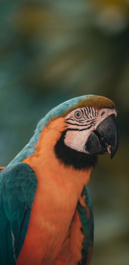 [2436x1125]宠物 飞鸟 鹦鹉 羽毛 苹果手机壁纸图片