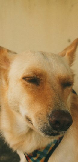 [2436x1125]宠物 饲养 围巾 狗 苹果手机壁纸图片